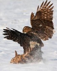 雪鷹全文閱讀